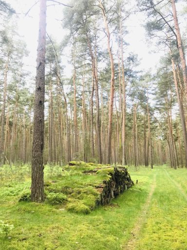 Ferienwohnung Enspannungszeit, Neustrelitz, Kluger See, Klein Trebbow, Meckelnburger Seenlandschaft, naturnah, stadtnah