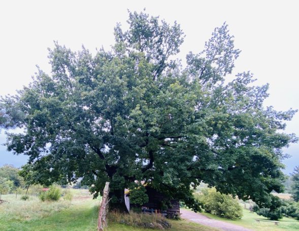 Ferienwohnung Enspannungszeit, Neustrelitz, Kluger See, Klein Trebbow, Mecklenburger Seenlandschaft, naturnah, stadtnah